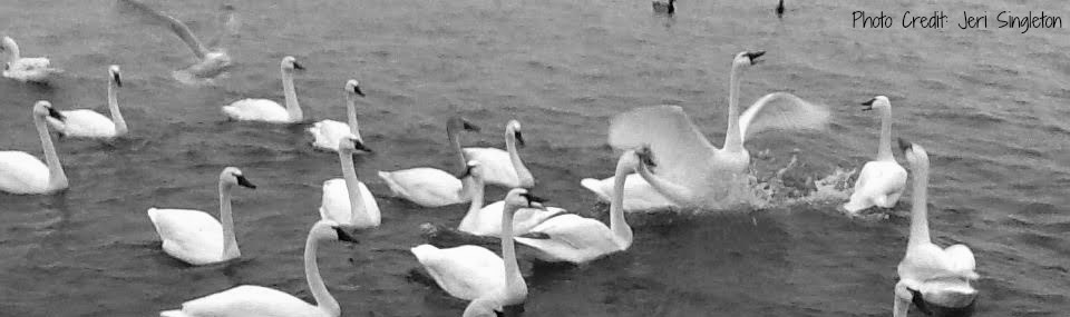 TundraSwans crop